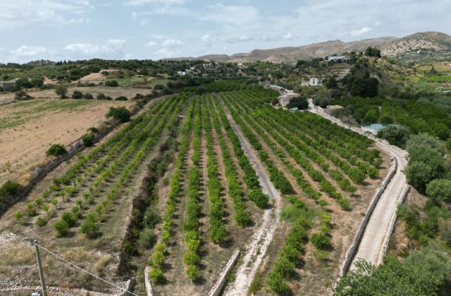 Terreno Edificabile con Agrumeto in Produzione